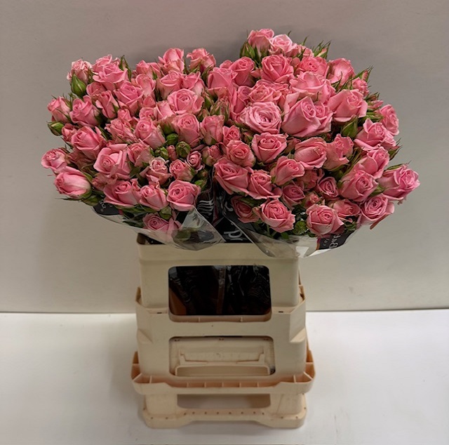 Rosa tros odilia BT.jpg